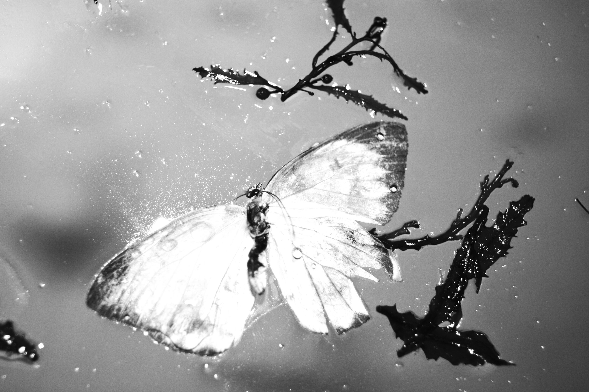 wet_butterflies-16.jpg
