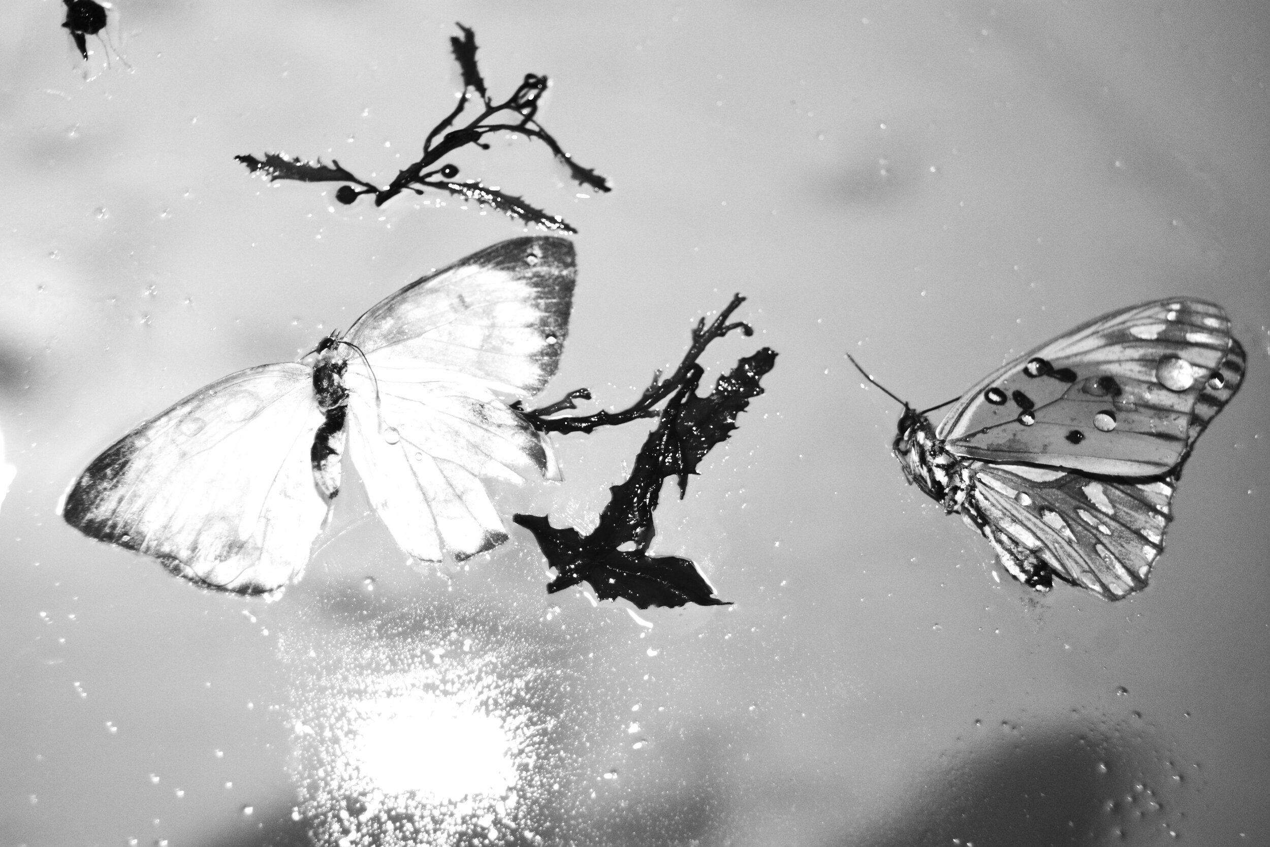 wet_butterflies-14.jpg