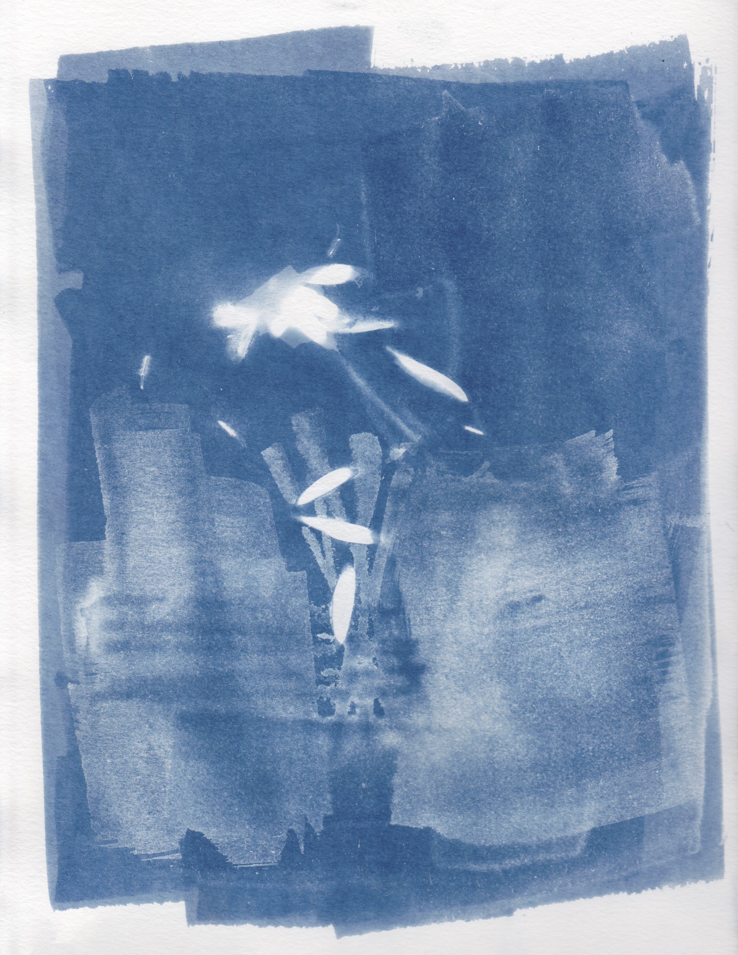 Cyanotype2.jpg