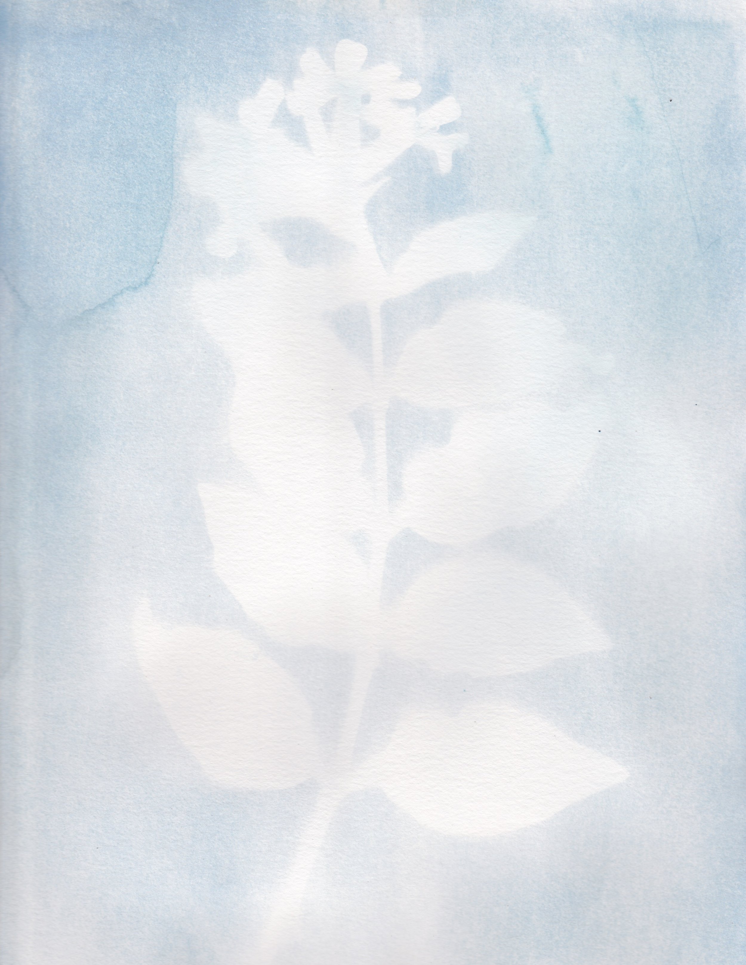 Cyanotype3.jpeg