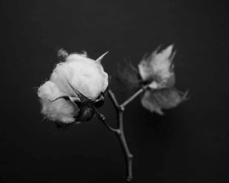 Cotton.jpg