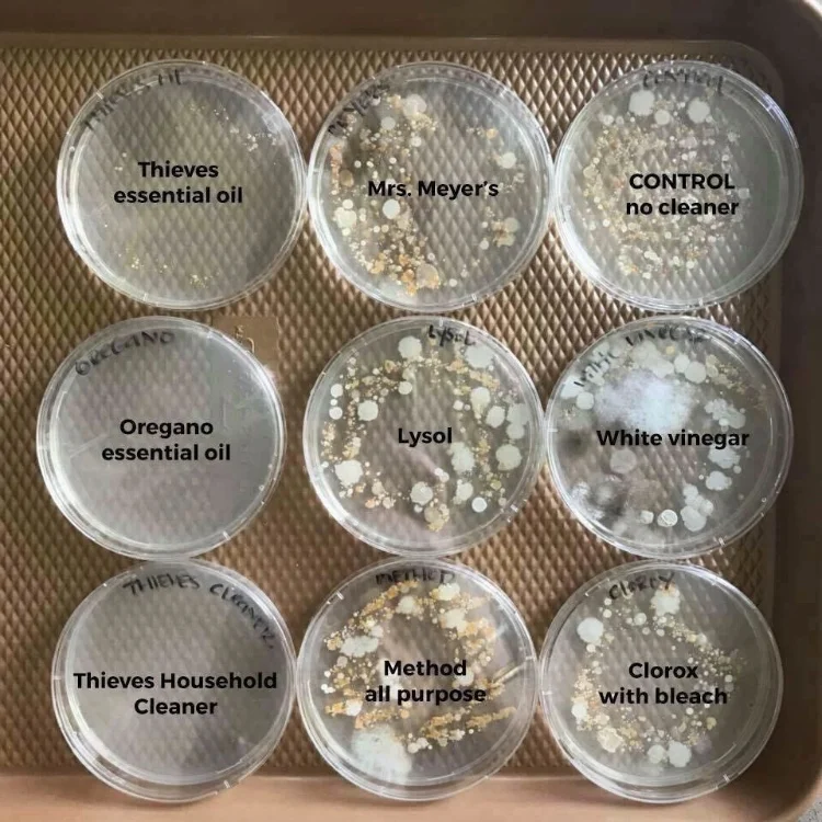Different cleaners tested against YL essential oils & products. This is bacteria from the bottom of shoes! Yuck!! experiment done by @essentiallycarter