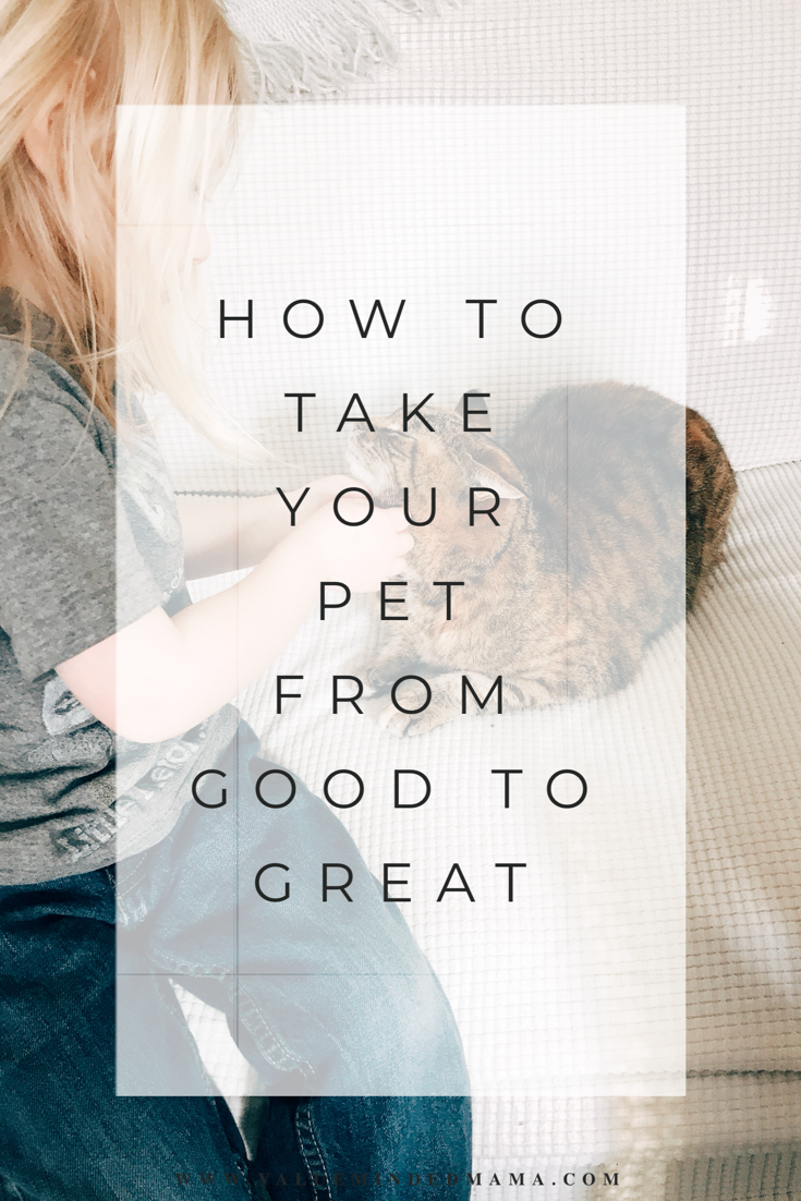 How to Take Your Pet From Good to Great