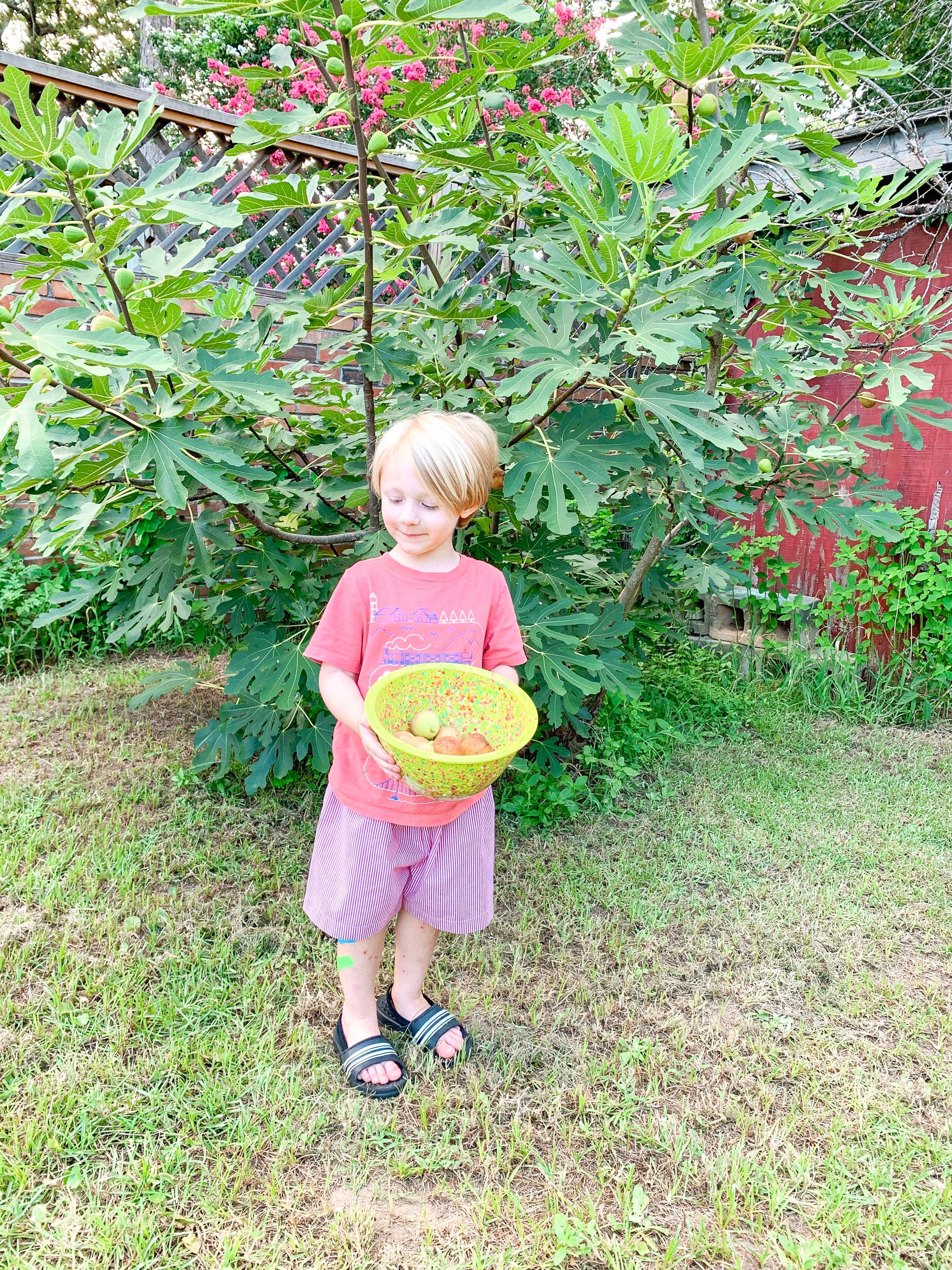 Silas finally tried some fresh figs from our fit bush! He wouldn’t last year but saw how much daddy loves them and had to give them a go ;)