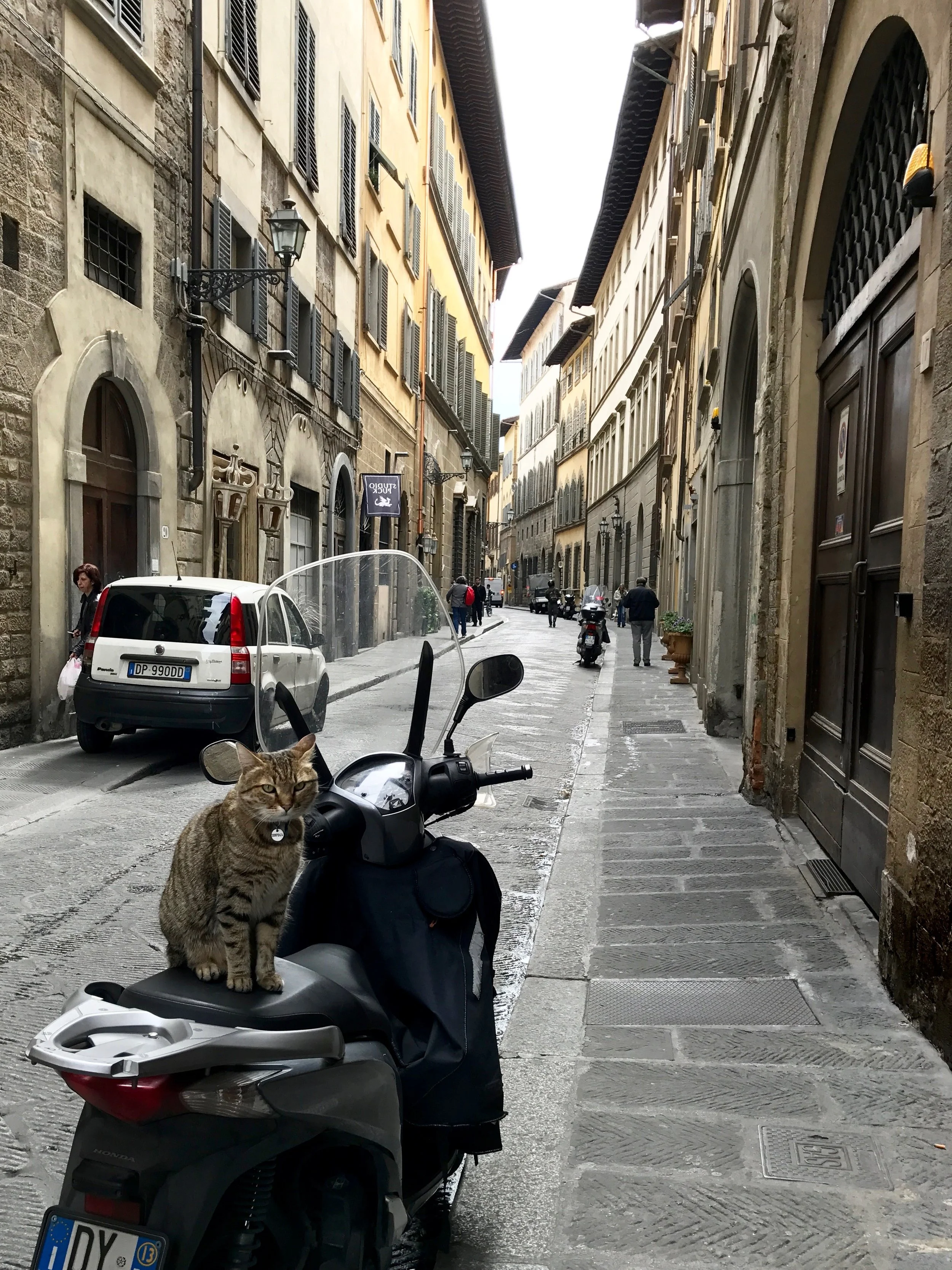 Gatto