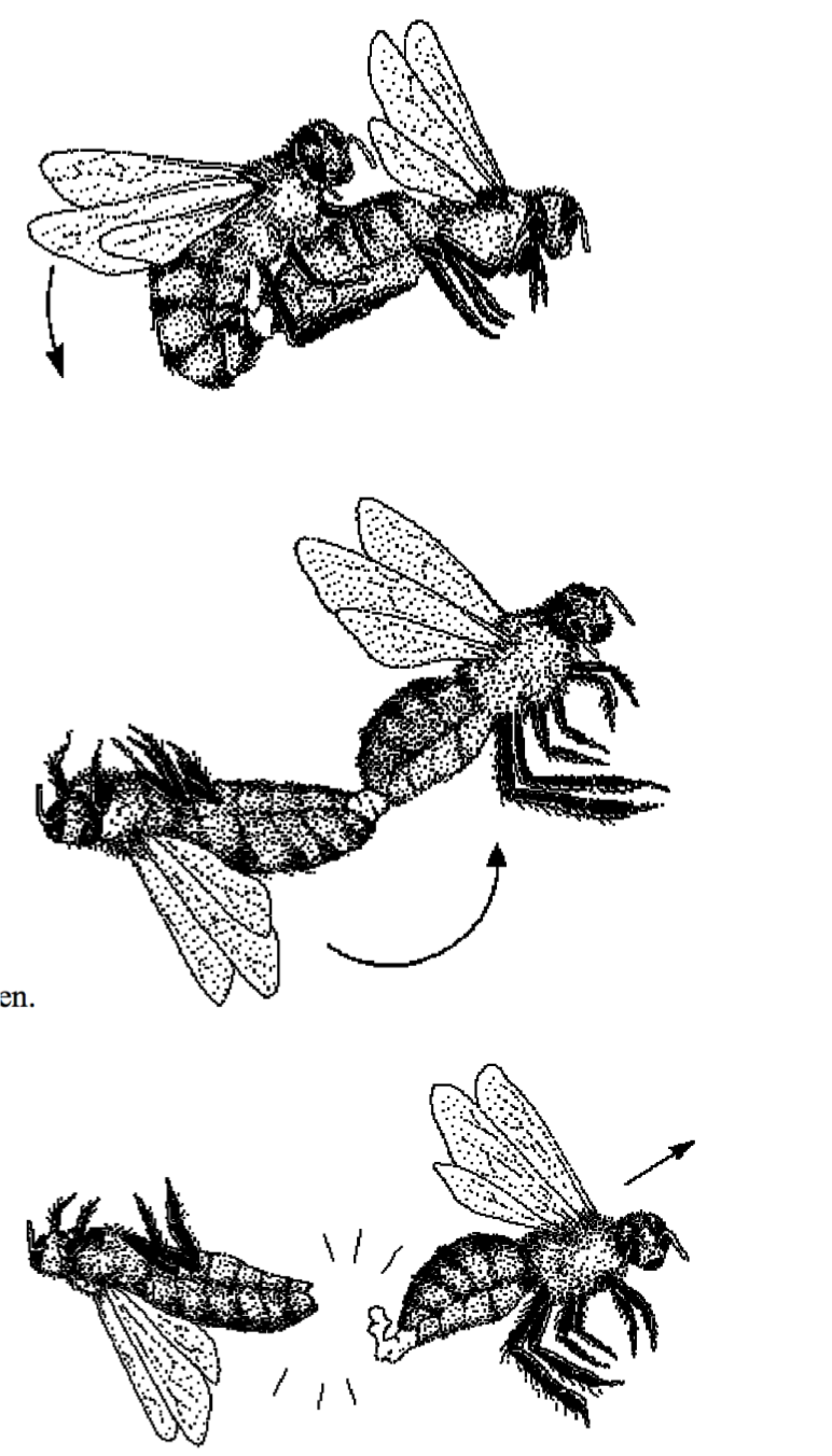 Bee sex somersault