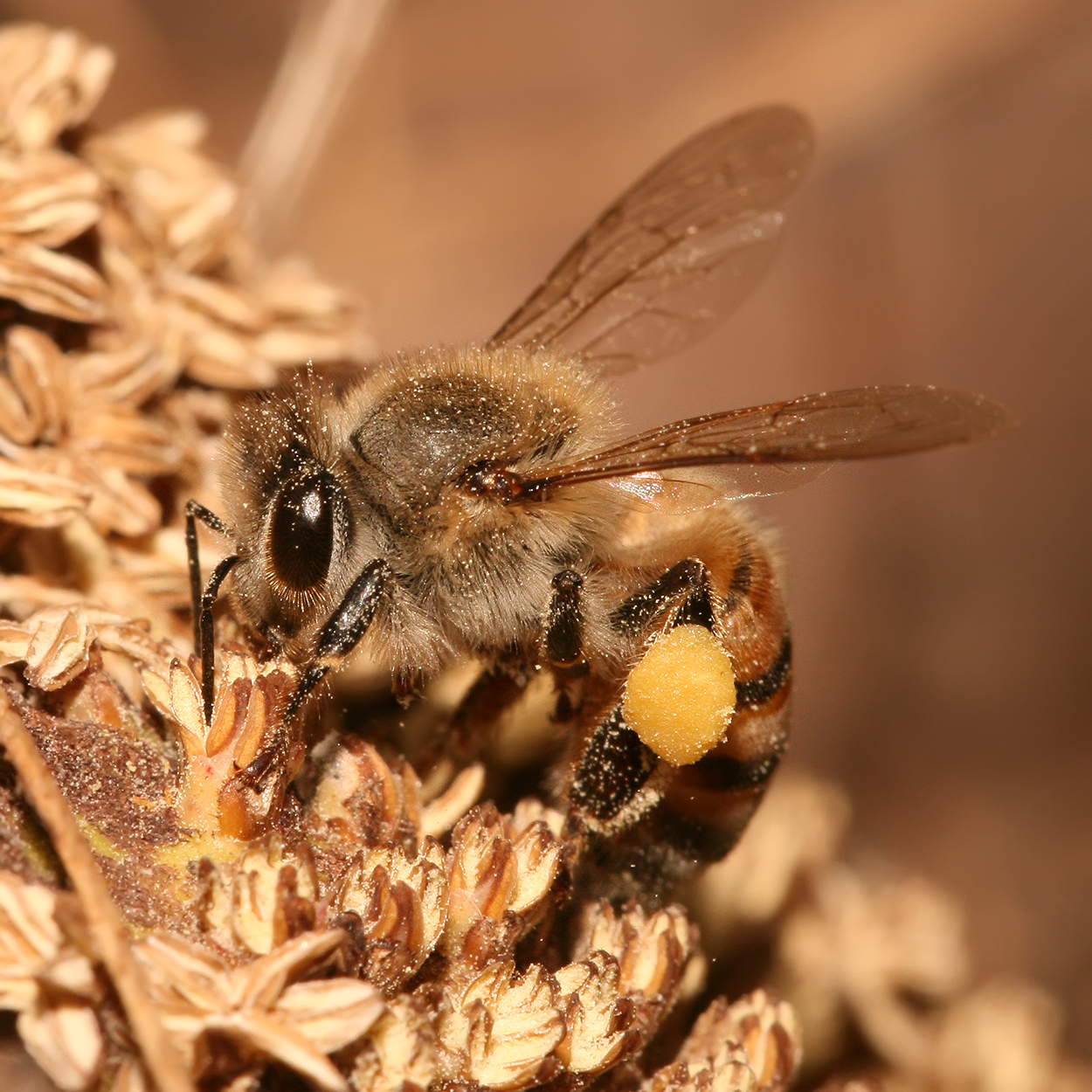 Honeybee pollen basket