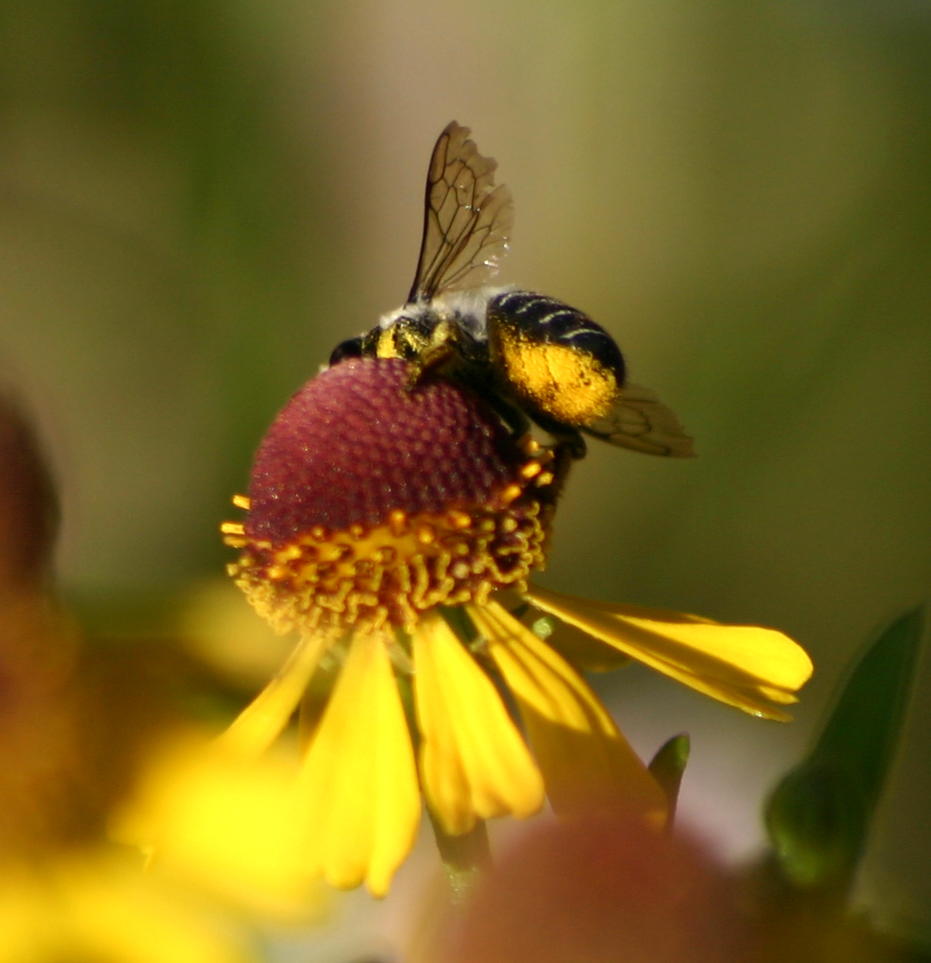Megachile Scopa