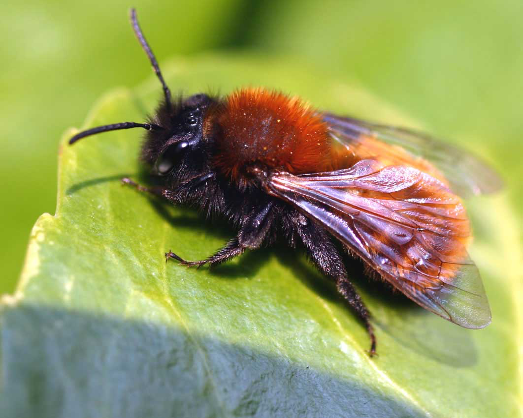 Tawny Mining Bee