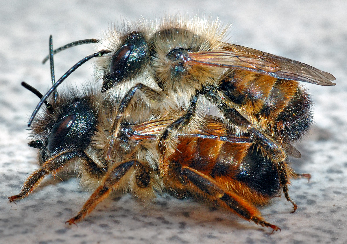 Two Osmia bicornis mating (Male on Top, Female below)