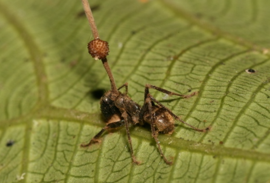 Ant infested with Ophiocordyceps unilateralis