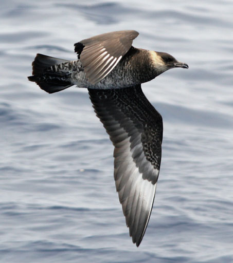 A skua   By Patrick Coin (Patrick Coin) - Photograph taken by Patrick Coin, CC BY-SA 2.5