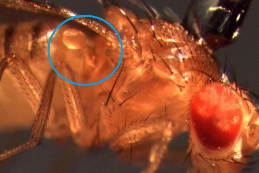 Haltere on Drosophila By Shwetha Mureli - Own work, CC BY-SA 4.0