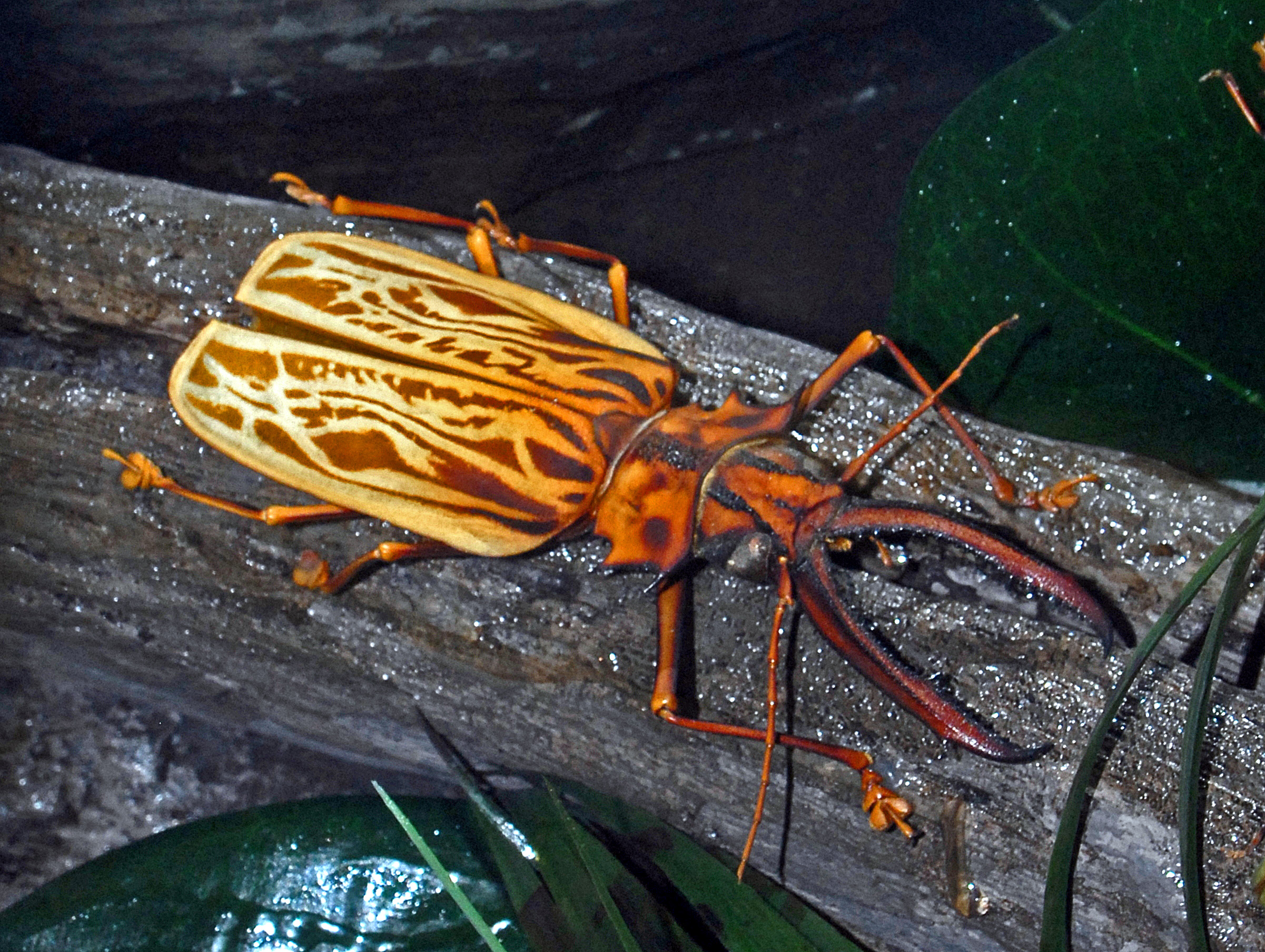 Mounted specimen of Macrodontia cervicornis at the Museo Civico di Storia Naturale di Milano By Hectonichus - Own work, CC BY-SA 3.0