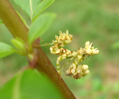 Nymph,_Spiny_Flower_Mantis.jpeg