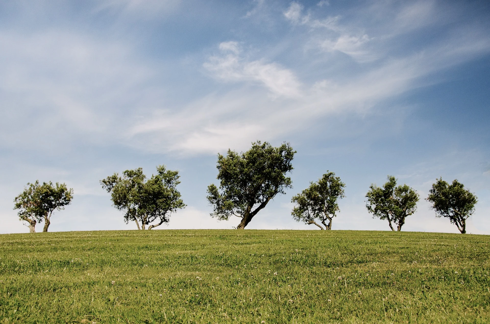 trees-790220_1920 (Priime Gateway).jpg