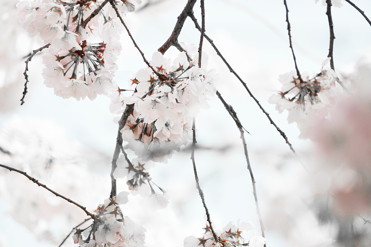 RoseCity-WelcomeImage-R1b.png