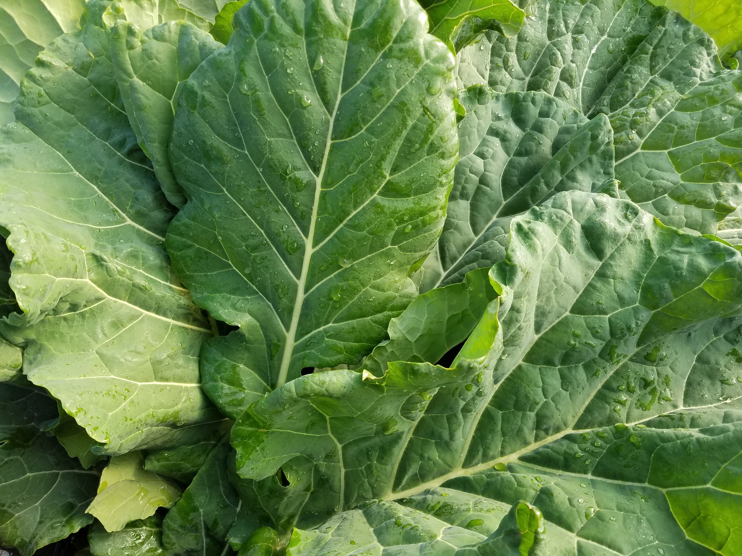 collards.jpg