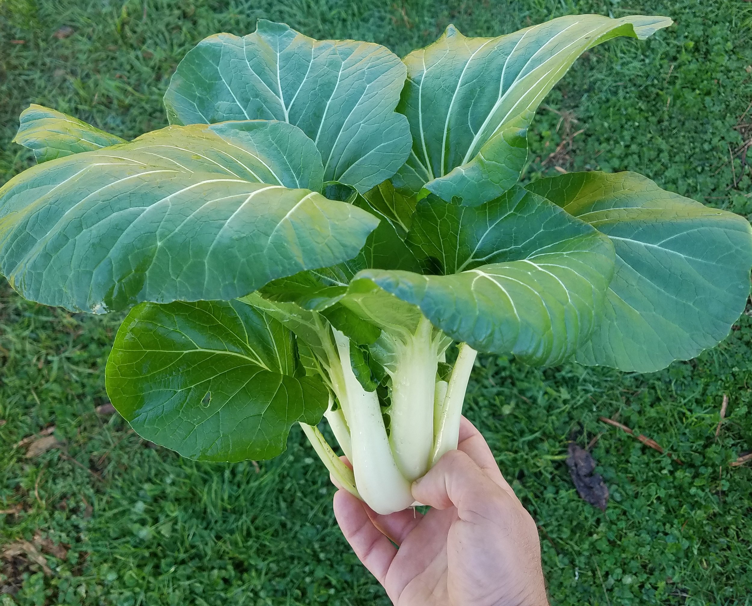 bok choi.jpg