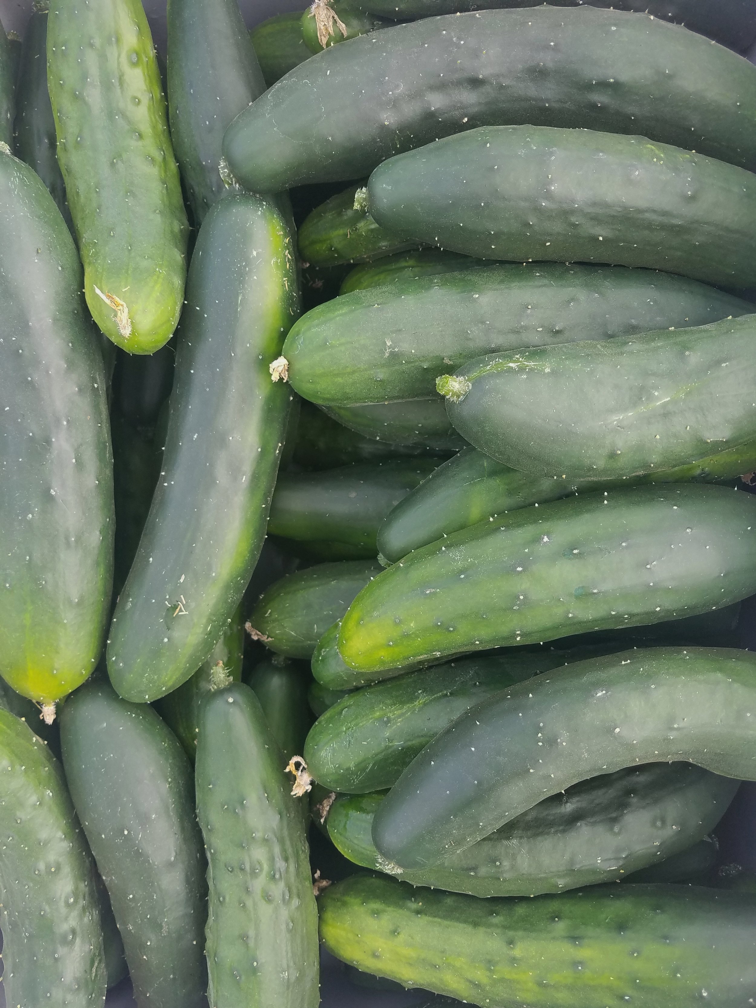 MM Cuke.jpeg