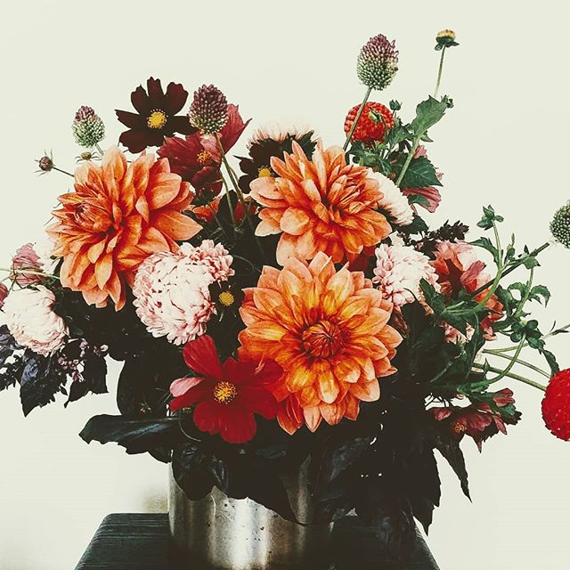 Feeling a bit like fall today isn't it? I'm not sure I'm ready...
.
.
.
#seattleflorist #seattlefloraldesigner #seattleweddings #seattleweddingflowers #dahlias #mums #cosmos #seattlesummer #slowflowers #slowliving #swgm #laughinggirl #laughinggirlflo