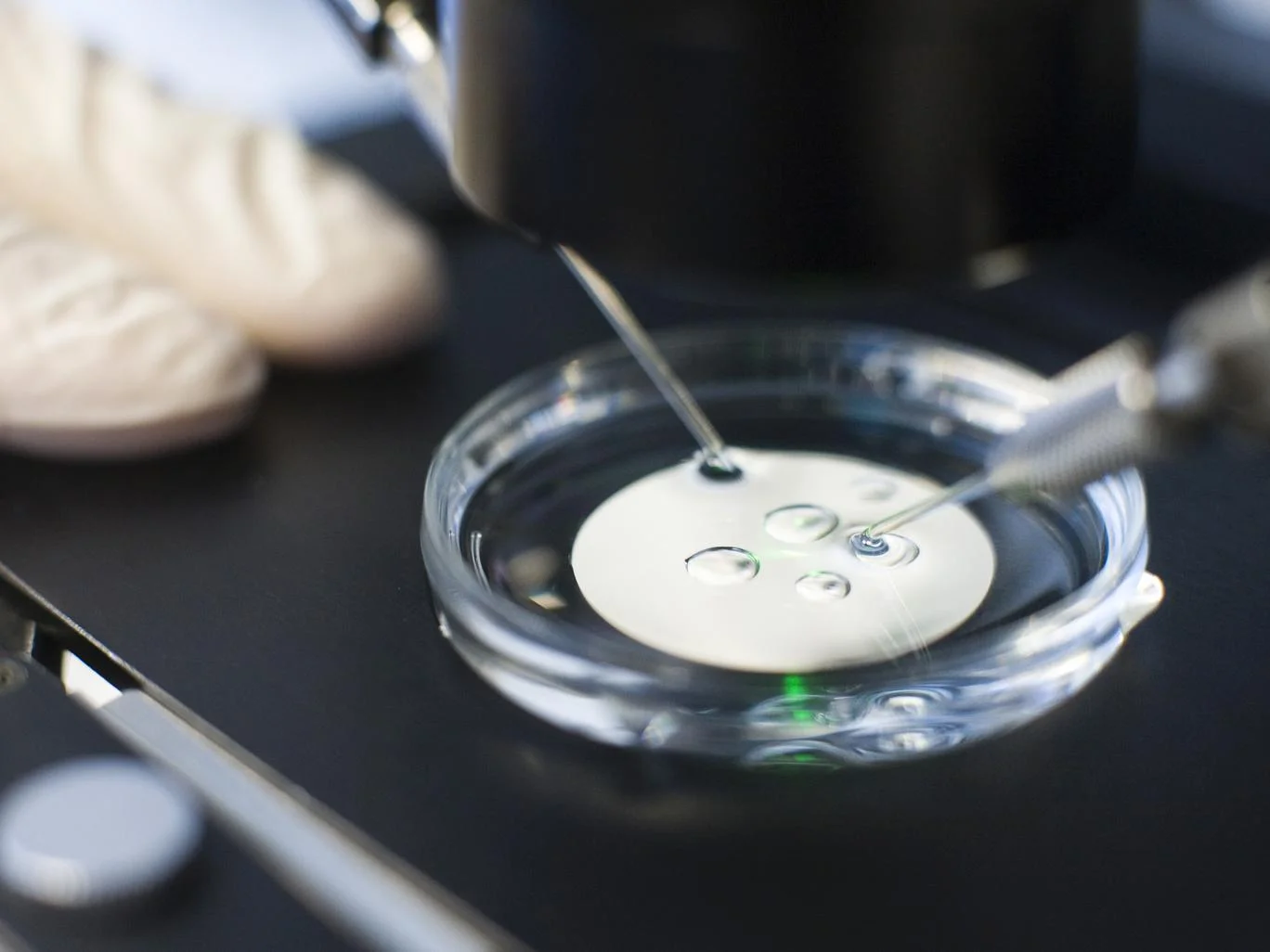 5-IVF-1-Rex.jpg