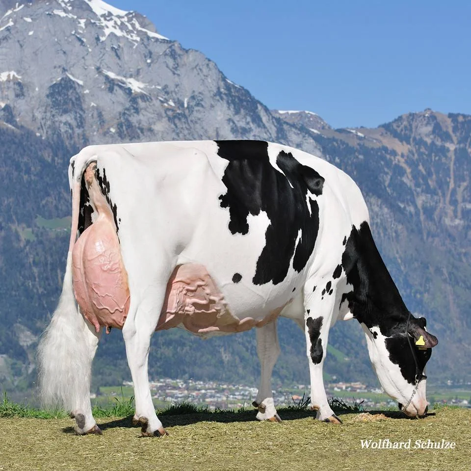 Kalibra-2015-graas.jpg