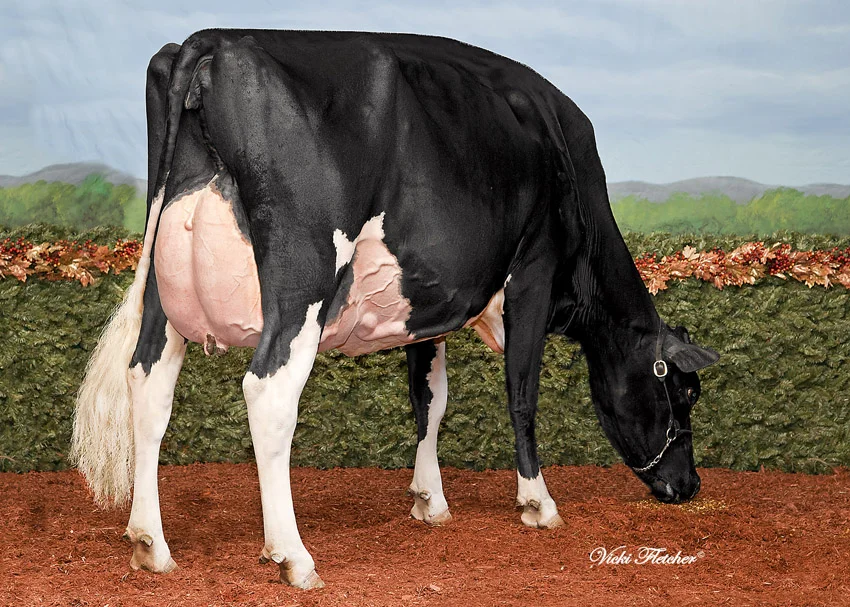 Silvermaple Damion Camomile - 3-4 Rear - down.jpg