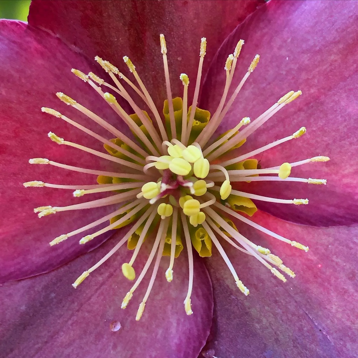 Hellebores&hellip;stars of my winter garden. 🌞
#newzealand #hellebore #inspiration #flowers #garden #southernhemisphere