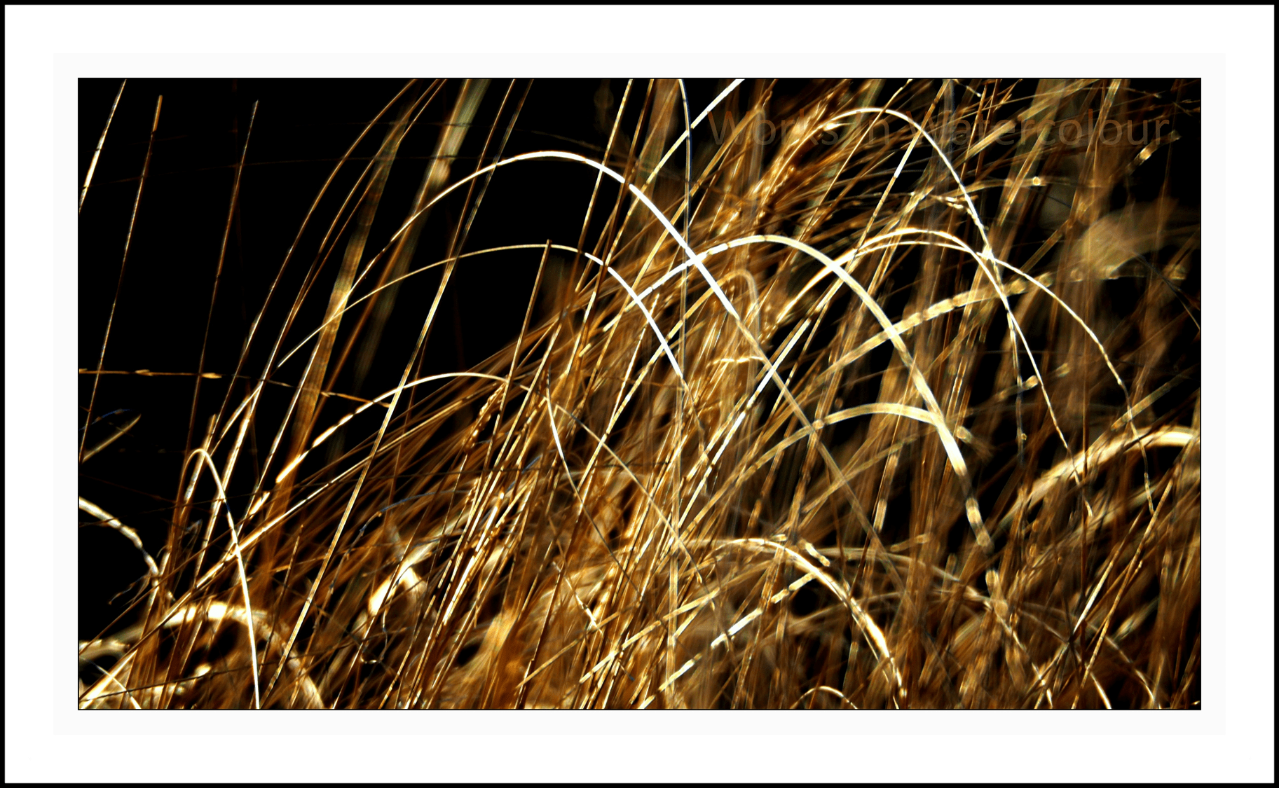Golden Grass (c) WIW - Russell Perry