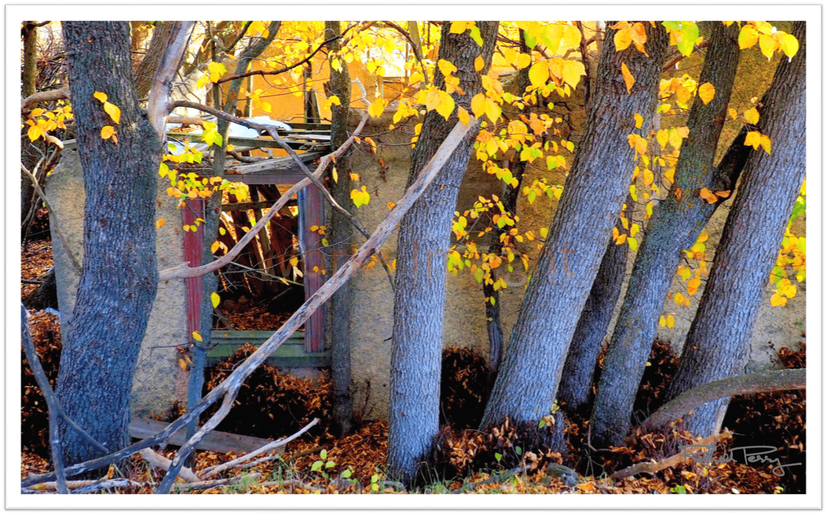 AUTUMN RECLAMATIONS#1