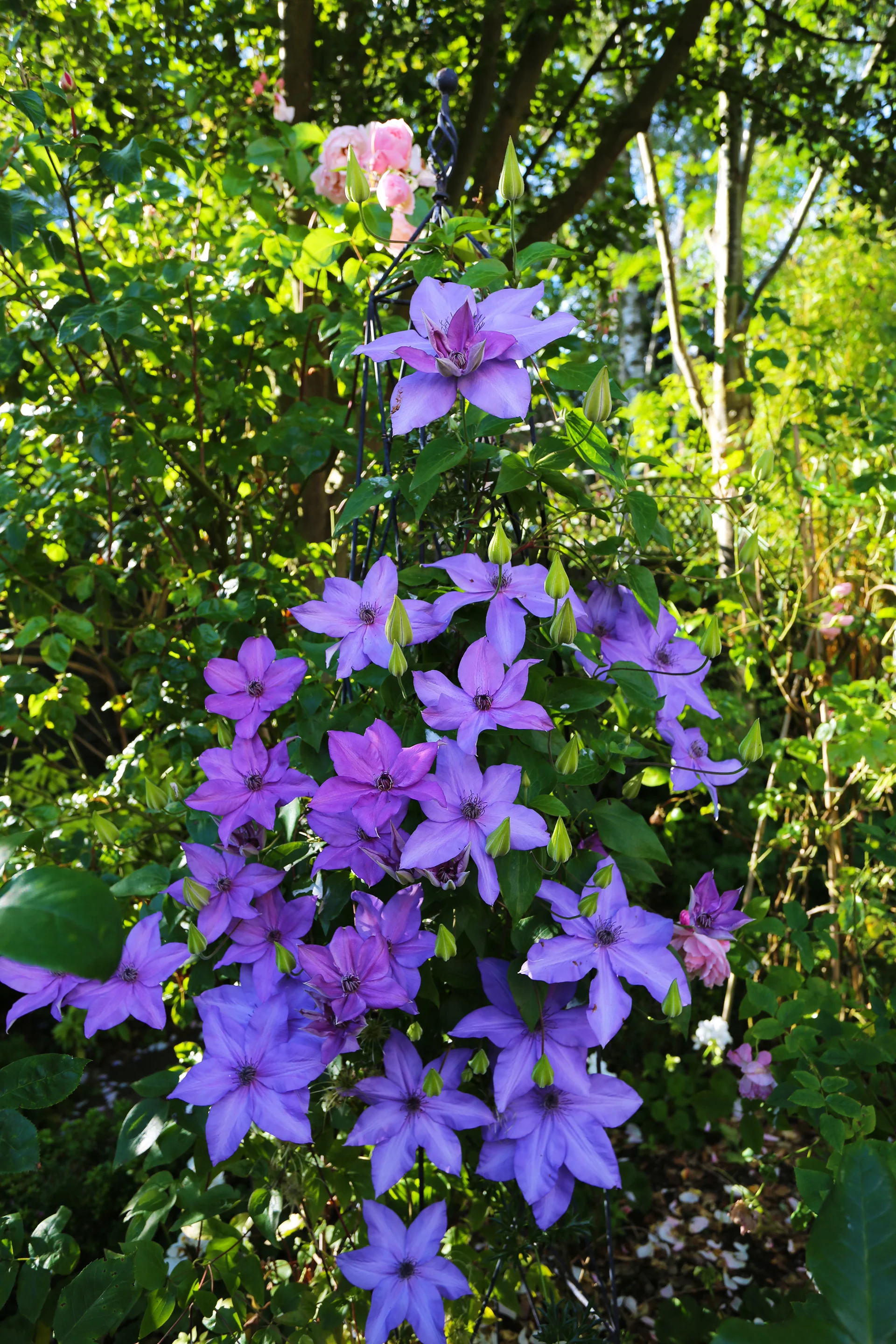 clematis.jpg