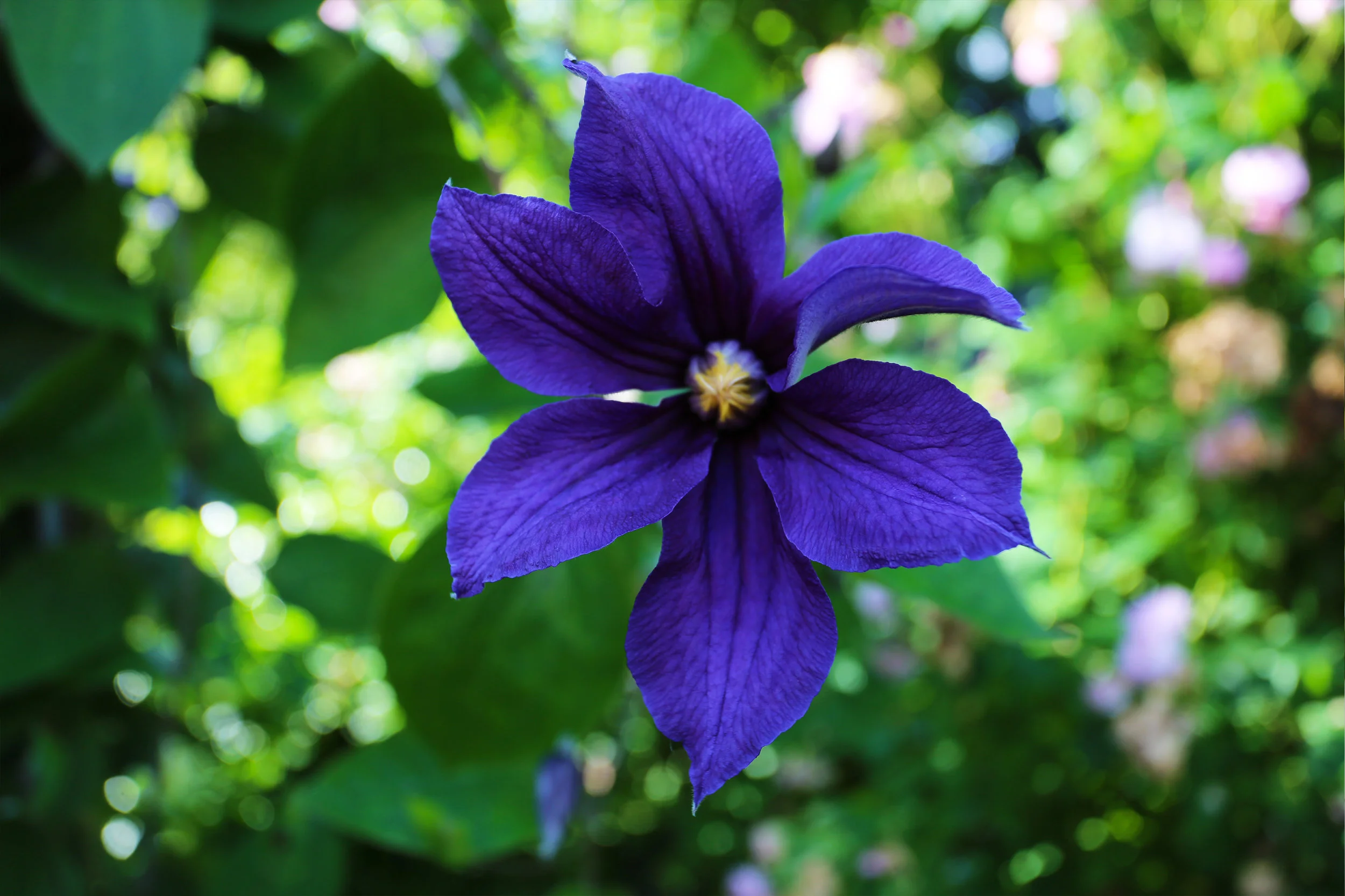 clematis_purple.jpg
