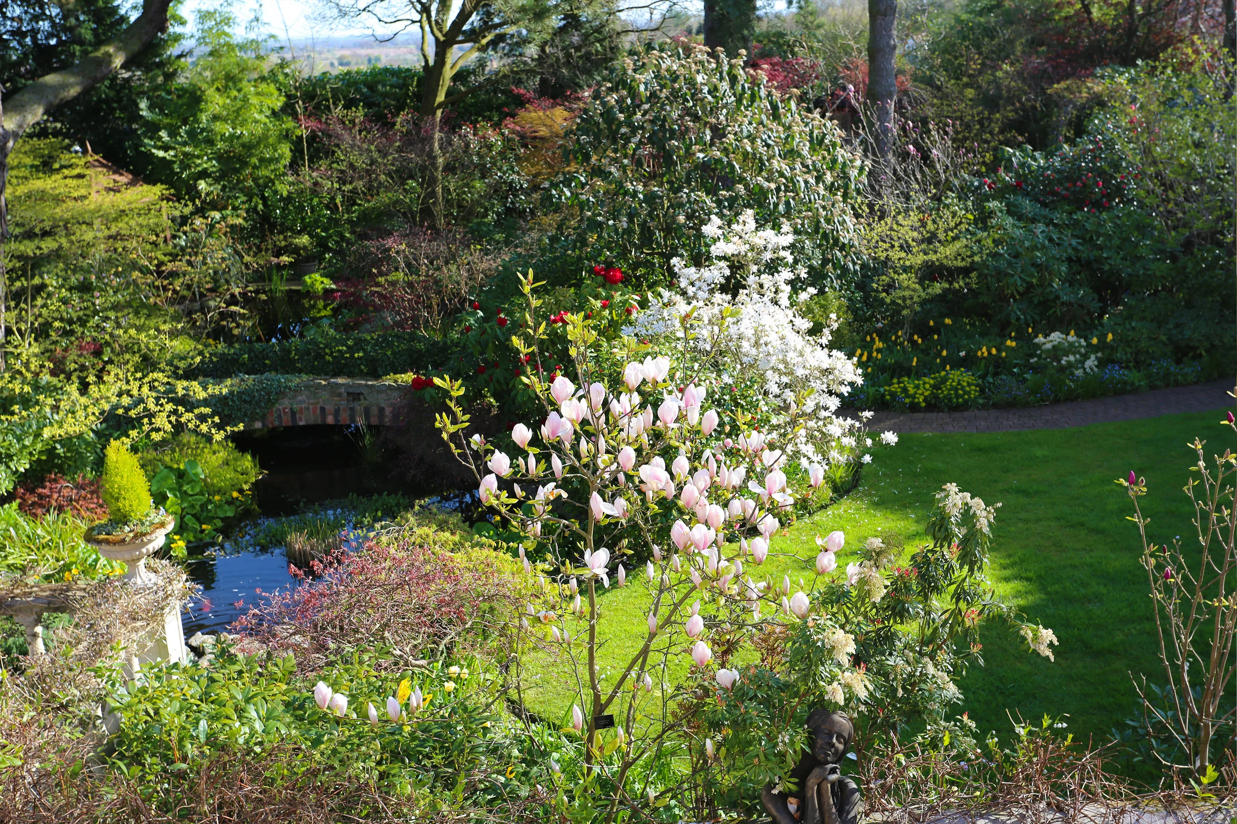 magnolia_iolantha.jpg