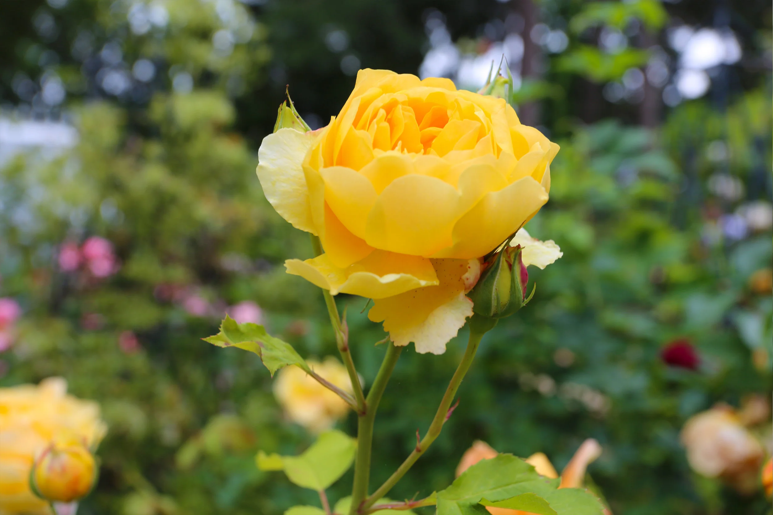 rose_bright_yellow.jpg