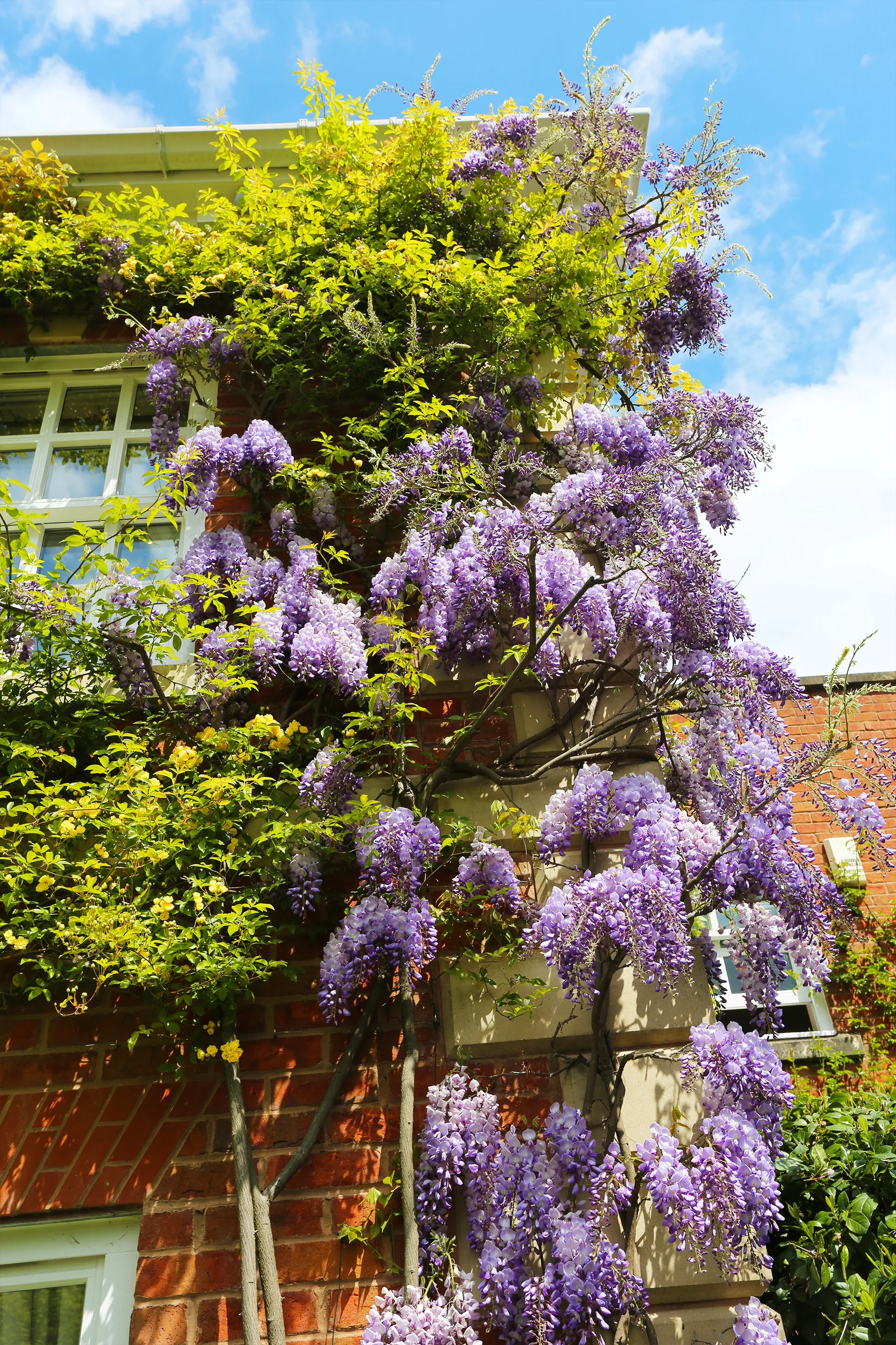 wisteria_sinensis.jpg