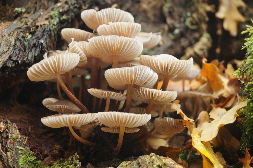 dsc09551_1024px_by_rick_tinyworlds-daowrsm.jpg