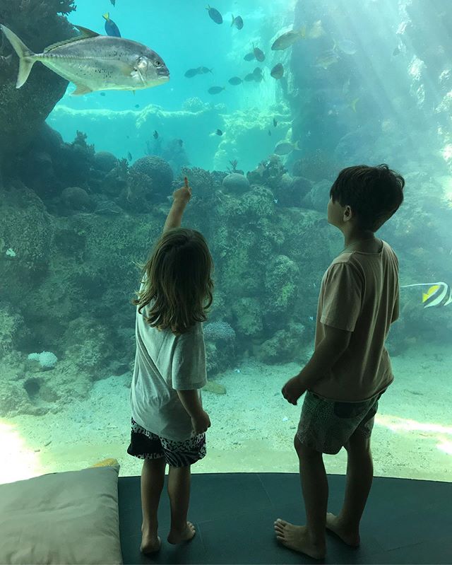 Daydream Island is a stunningly beautiful place but I&rsquo;m so impressed with their Living Reef, a 200m wraparound coral lagoon, and the seven marine biologists they have onsite - lead by the lovely Johnny Gaskell, to educate kids a grassroots leve