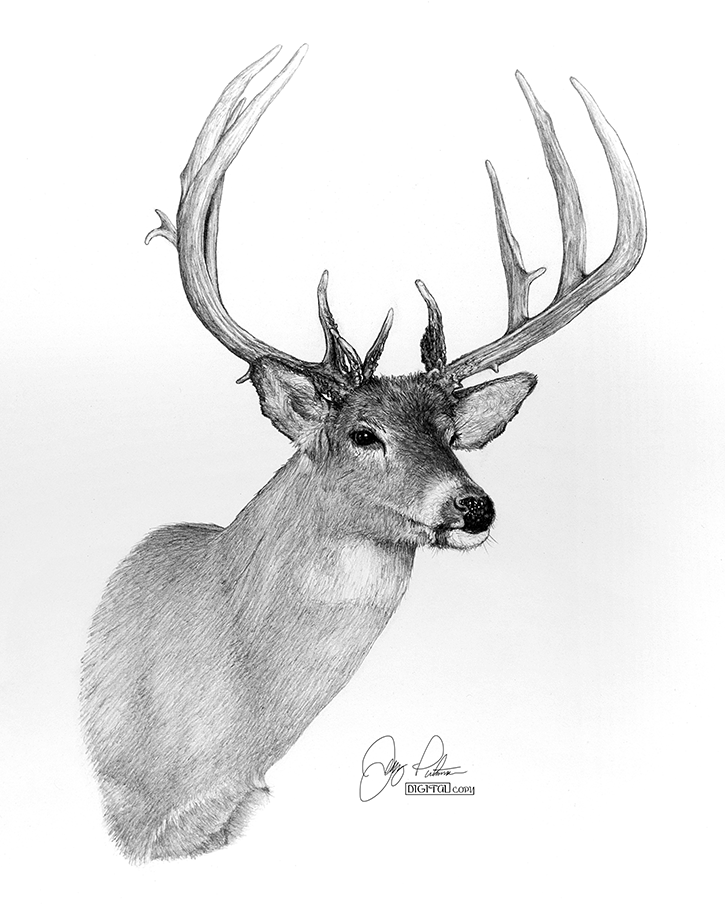 The Cline Buck