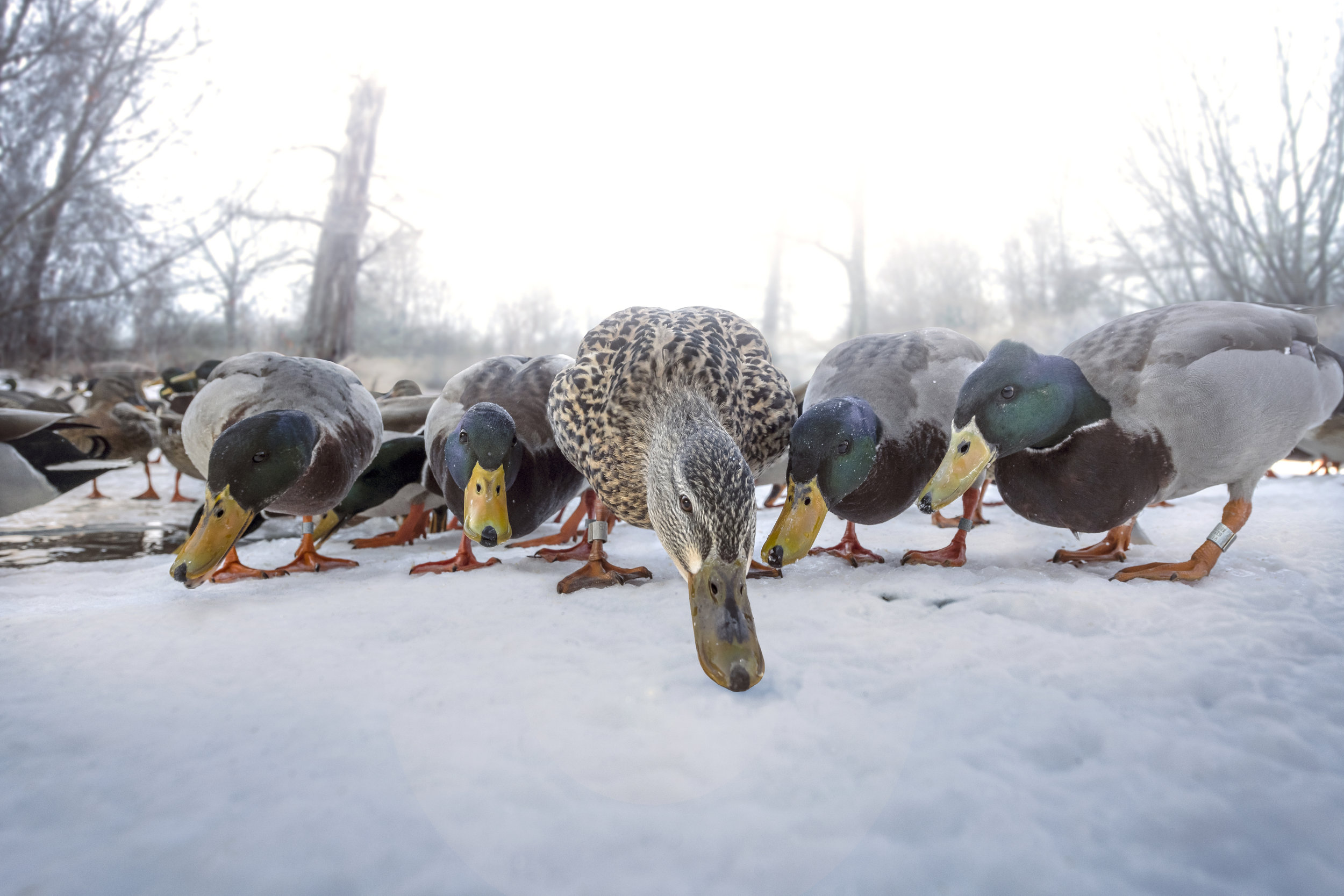 Banded Mallards CLOSE small.jpg
