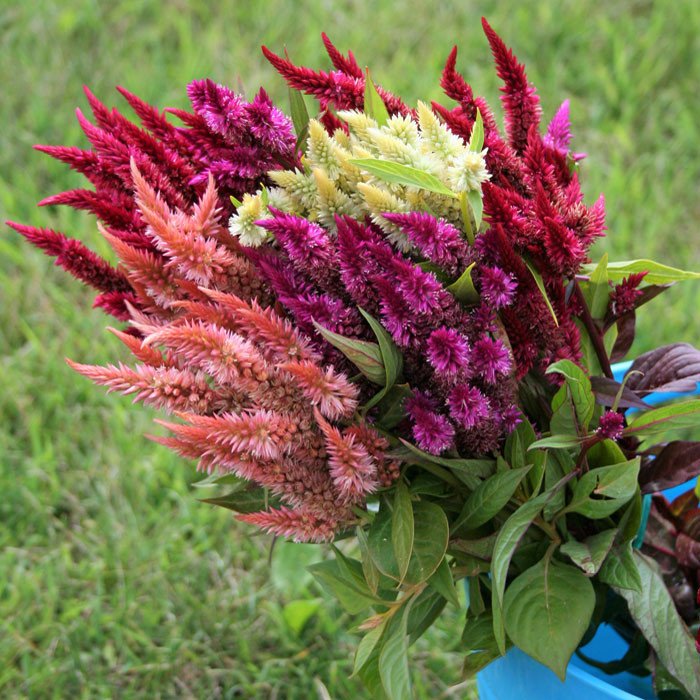 Celosia Celway Mix