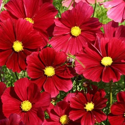 Cosmos Rubenza