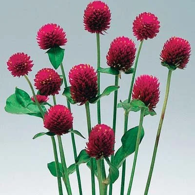 Gomphrena Audray Purple Red