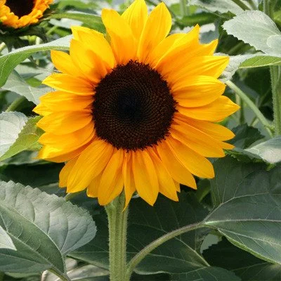 Sunflower Pro Cut Orange