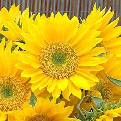 Sunflower Sunrich Gold