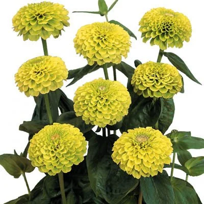 Zinnia, Benary's Giant Lime