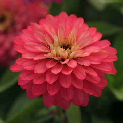 Zinnia, Zahara Salmon Rose
