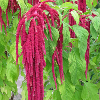 Amaranth - Love Lies Bleeding