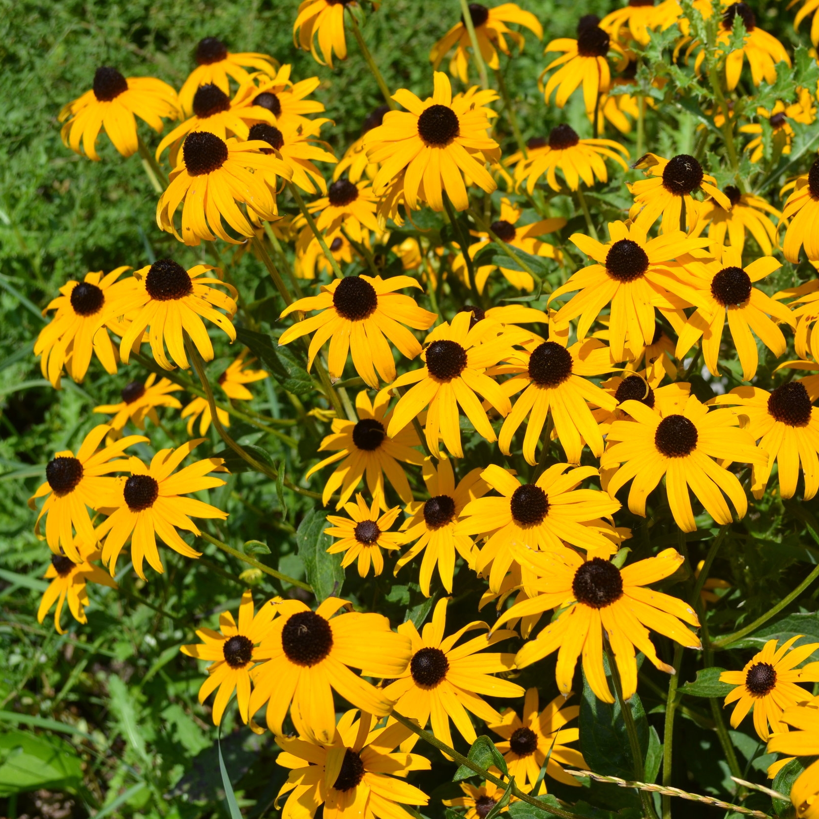 Black Eyed Susan