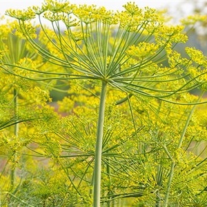 Dill, Bouquet